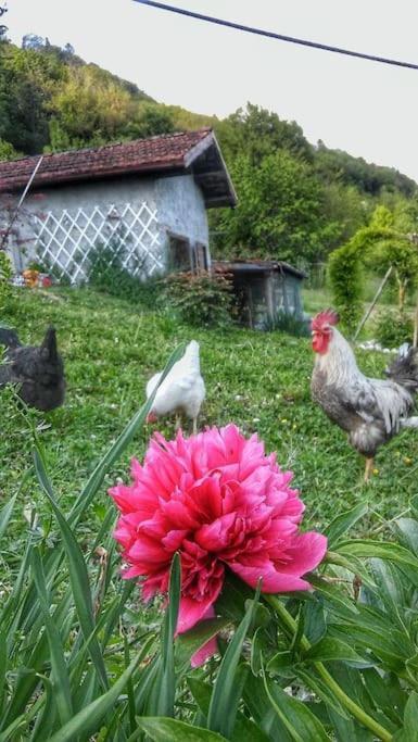 Casa Nella Natura Il Risveglio Degli Elfi Pedavena Eksteriør billede